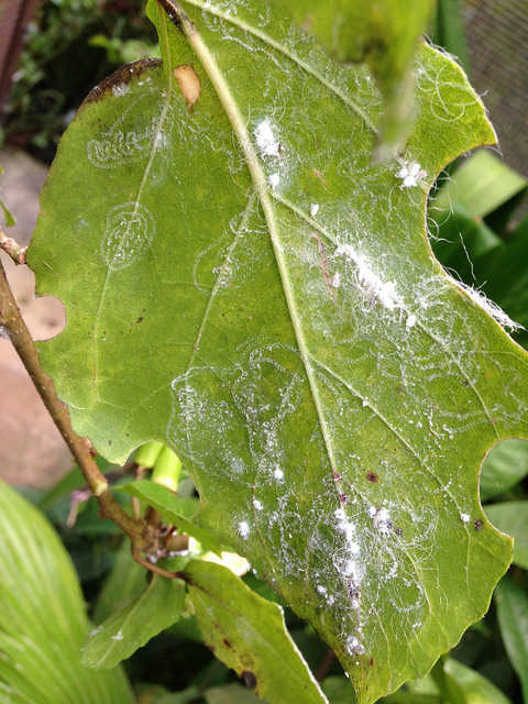 whitefly image